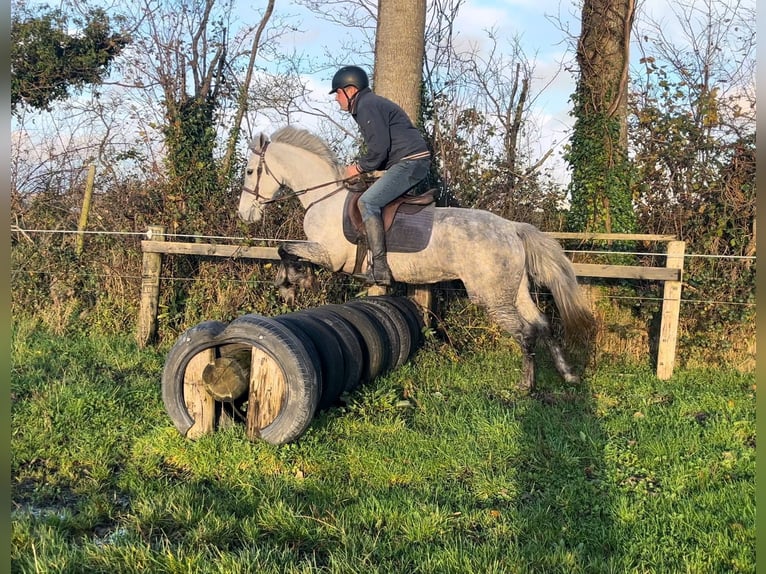 Connemara Mare 5 years 14.1 hh Grey-Dapple in Senden
