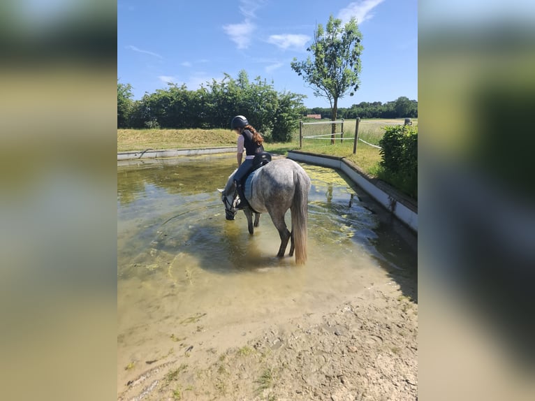 Connemara Mare 5 years 14.1 hh Grey-Dapple in Senden