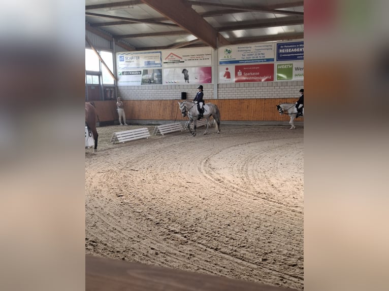 Connemara Mare 5 years 14.1 hh Grey-Dapple in Senden