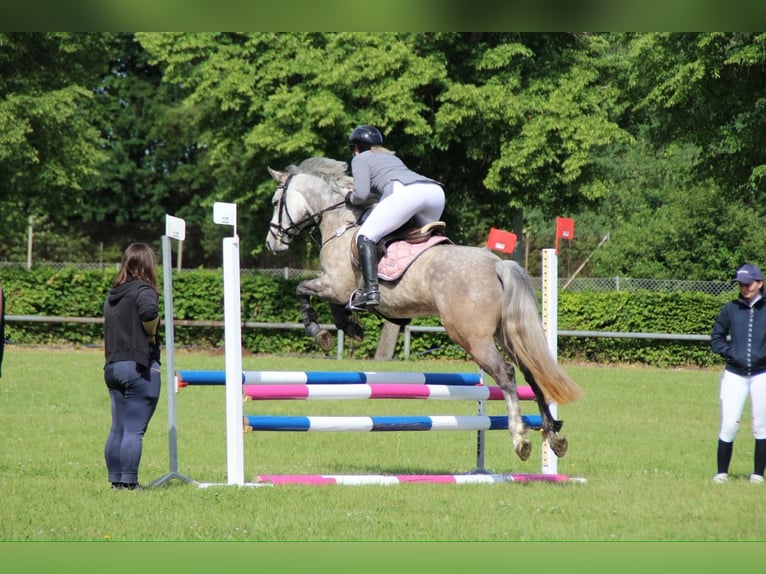 Connemara Mare 5 years 14.1 hh Grey-Dapple in Dinkelsbühl