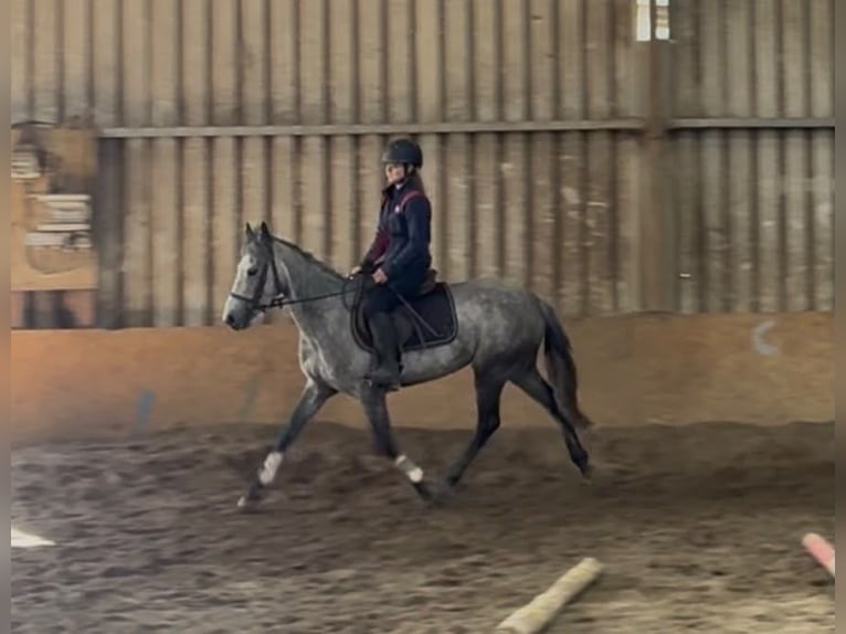 Connemara Mare 5 years 14.1 hh Grey in Sligo