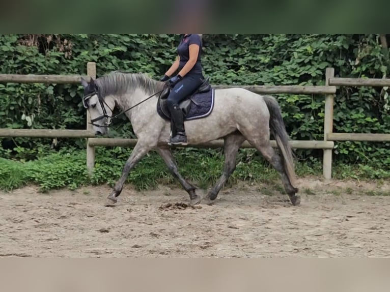 Connemara Mare 5 years 14,2 hh Gray-Dapple in Nettetal