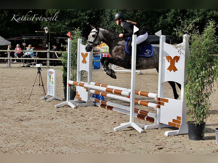 Connemara Mare 5 years 14,2 hh Gray-Dapple in Löningen