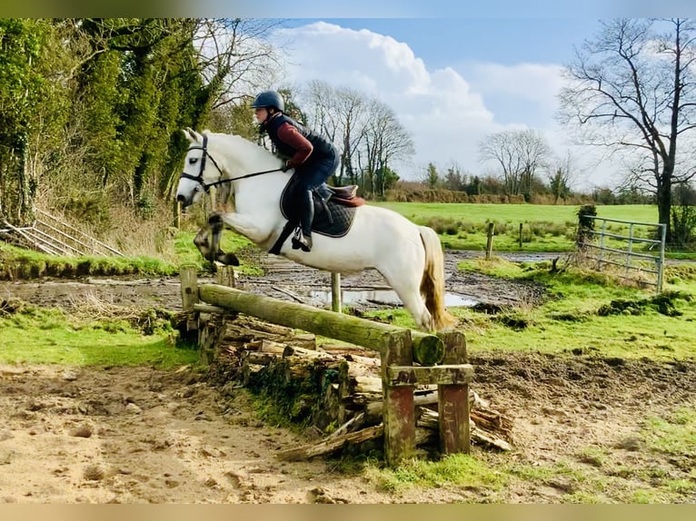 Connemara Mare 5 years 14,2 hh Gray in Mountrath