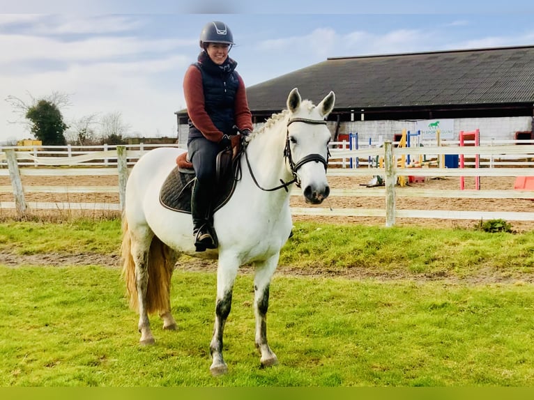 Connemara Mare 5 years 14,2 hh Gray in Mountrath