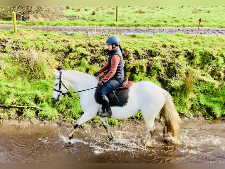 Connemara Mare 5 years 14,2 hh Gray in Mountrath