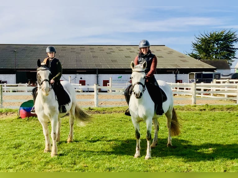 Connemara Mare 5 years 14,2 hh Gray in Mountrath