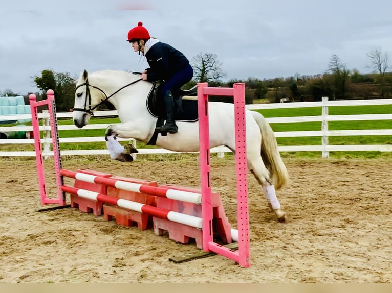 Connemara Mare 5 years 14,2 hh Gray in Mountrath