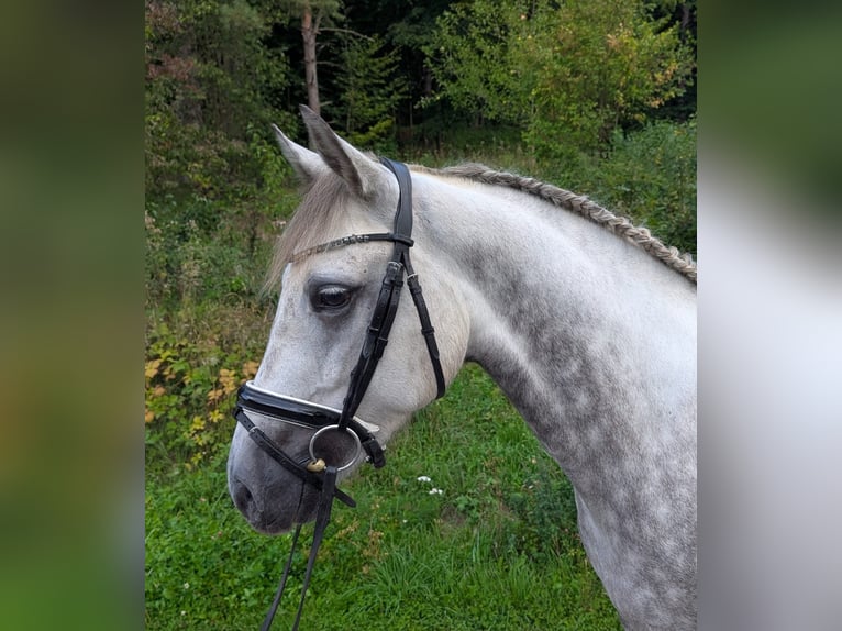 Connemara Mare 5 years 14.2 hh Grey-Dapple in Lisberg