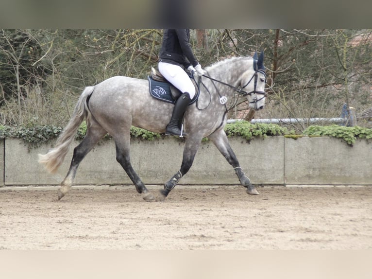 Connemara Mare 5 years 14.2 hh Grey-Dapple in Dinkelsbühl