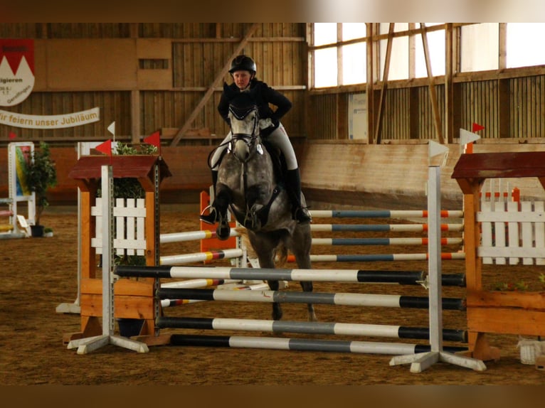 Connemara Mare 5 years 14.2 hh Grey-Dapple in Dinkelsbühl