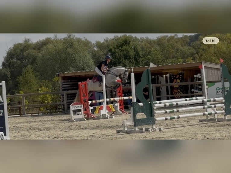 Connemara Mare 5 years 14.2 hh Grey in ronse