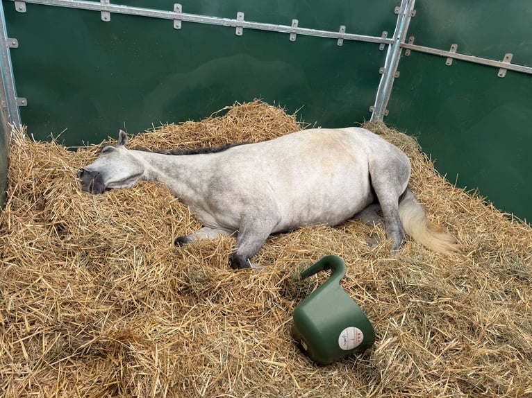 Connemara Mare 5 years 14.2 hh Grey in ronse