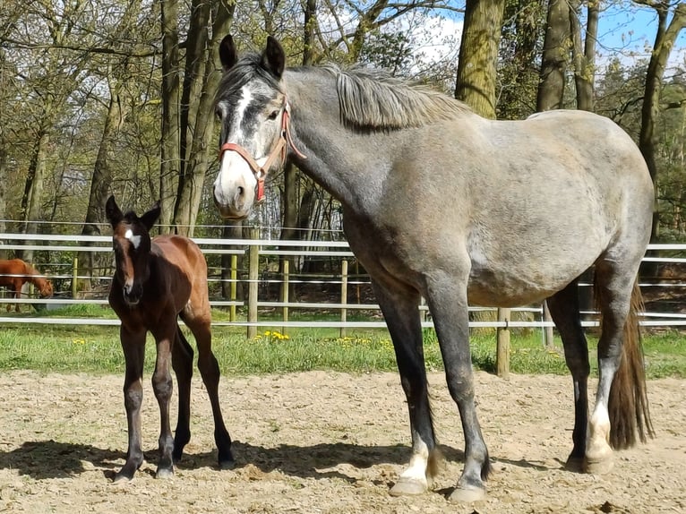 Connemara Mare 5 years 14,3 hh Gray in Venlo