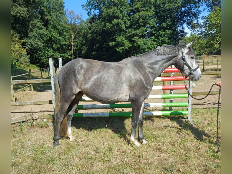 Connemara Mare 5 years 14,3 hh Gray in Venlo