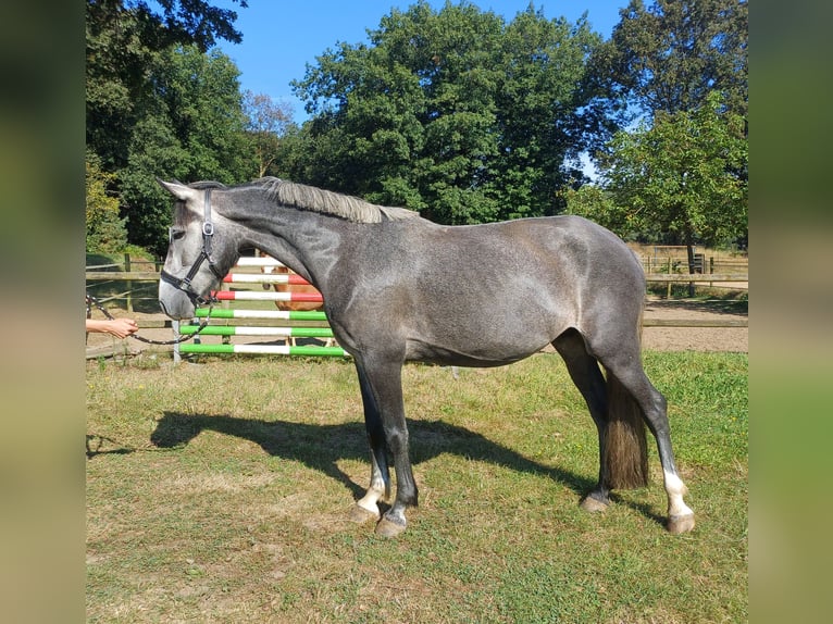 Connemara Mare 5 years 14,3 hh Gray in Venlo