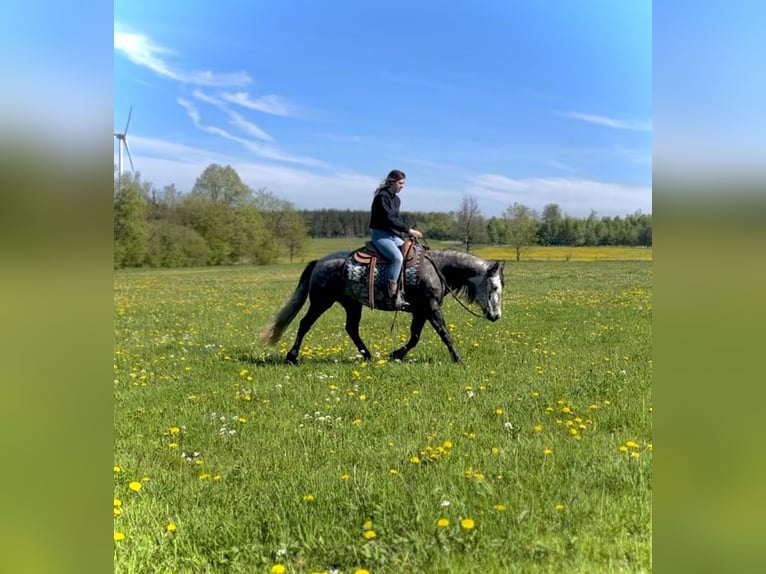 Connemara Mare 5 years 14 hh Can be white in Ulrichstein