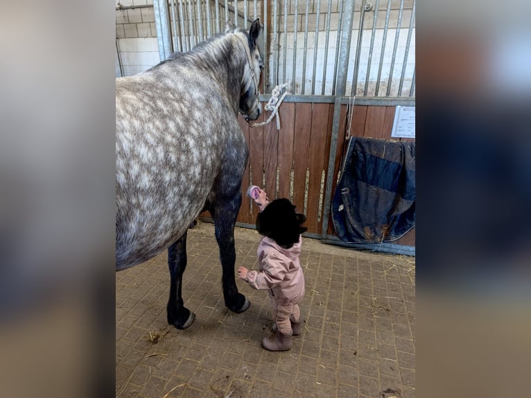 Connemara Mare 5 years 14 hh Can be white in Ulrichstein