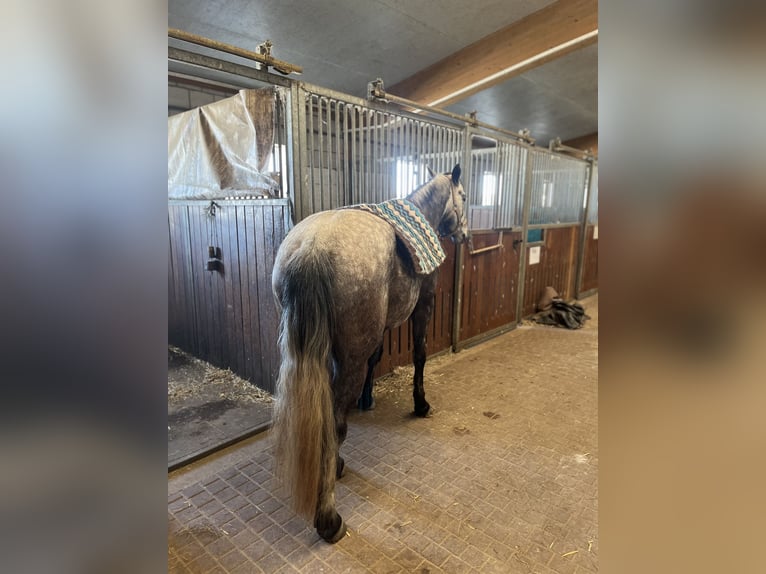 Connemara Mare 5 years 14 hh Can be white in Ulrichstein