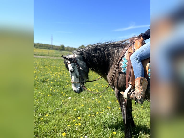 Connemara Mare 5 years 14 hh Can be white in Ulrichstein
