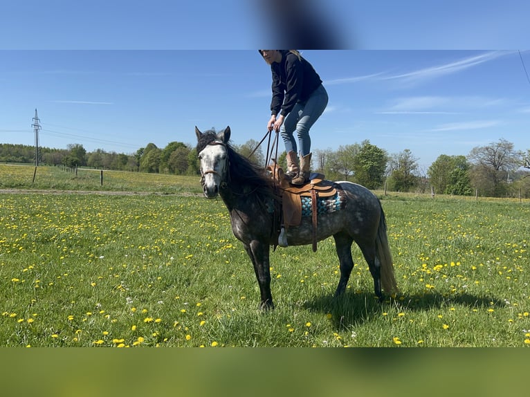 Connemara Mare 5 years 14 hh Can be white in Ulrichstein