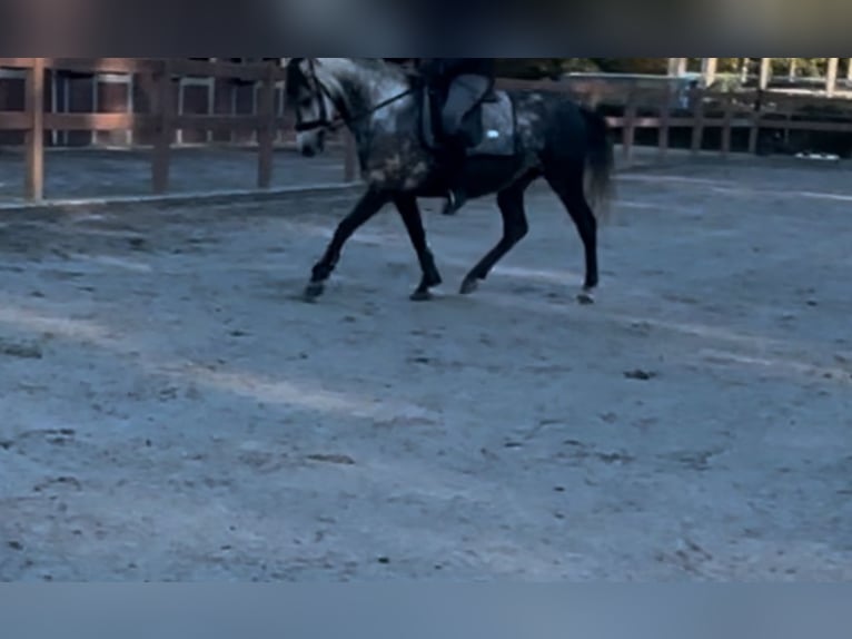 Connemara Mix Mare 5 years 14 hh Gray-Dapple in Vlaardingen