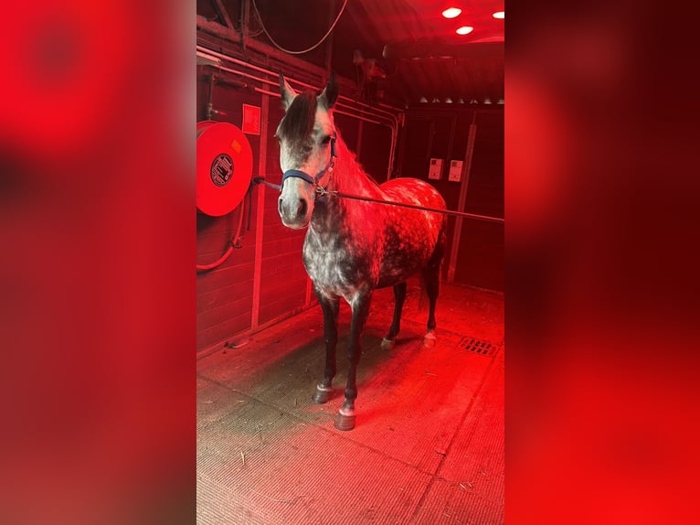 Connemara Mix Mare 5 years 14 hh Gray-Dapple in Vlaardingen