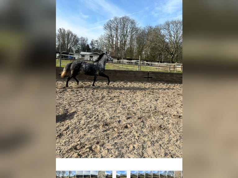 Connemara Mix Mare 5 years 14 hh Gray-Dapple in Vlaardingen