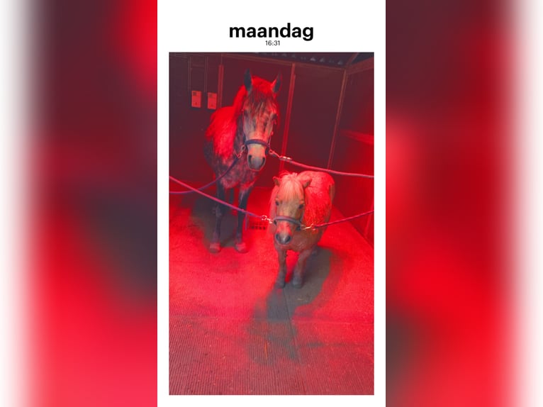 Connemara Mix Mare 5 years 14 hh Gray-Dapple in Vlaardingen