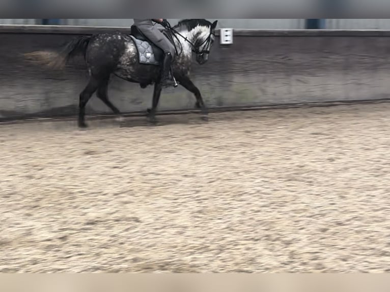 Connemara Mix Mare 5 years 14 hh Gray-Dapple in Vlaardingen