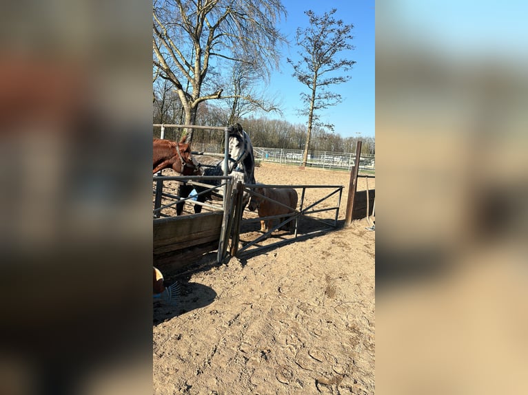 Connemara Mix Mare 5 years 14 hh Gray-Dapple in Vlaardingen