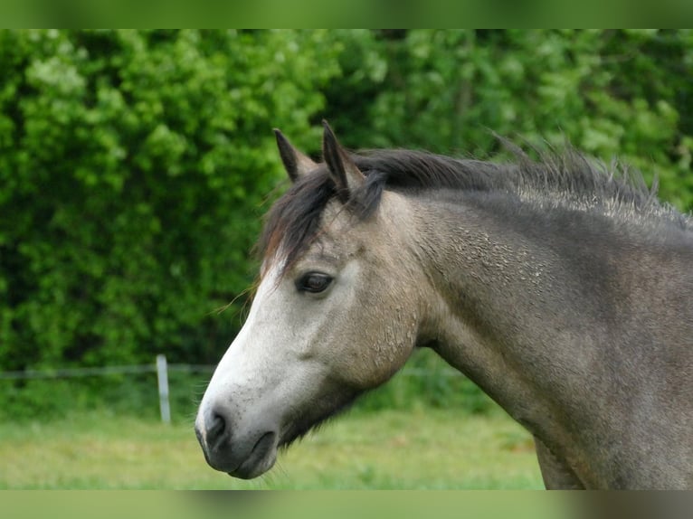 Connemara Mare 5 years 14,1 hh Brown Falb mold in Bockhorn