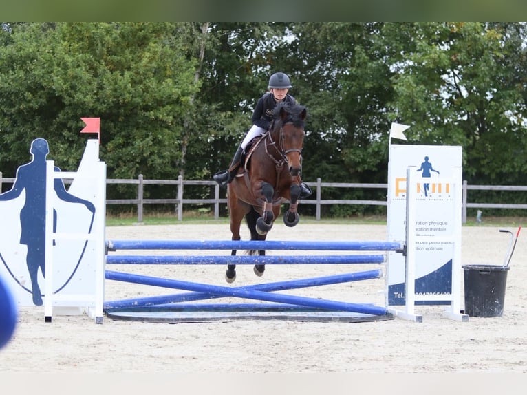 Connemara Mare 5 years 14,1 hh Brown in Bogaarden Connemara Mare 5 years 14,1 hh Brown in Bogaarden