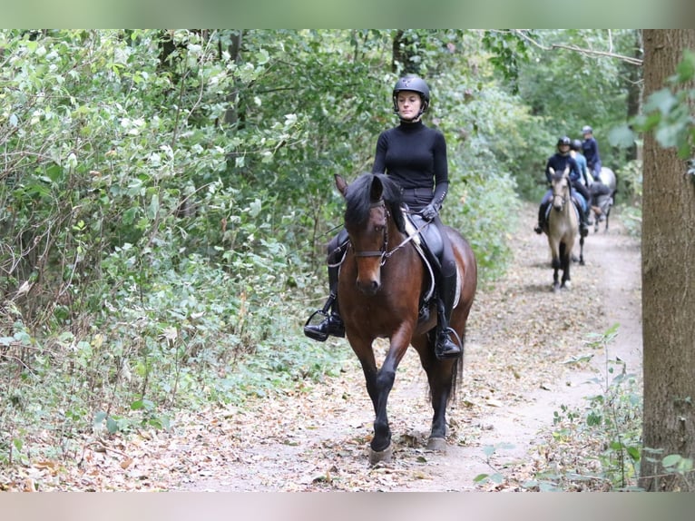 Connemara Mare 5 years 14,1 hh Brown in Bogaarden