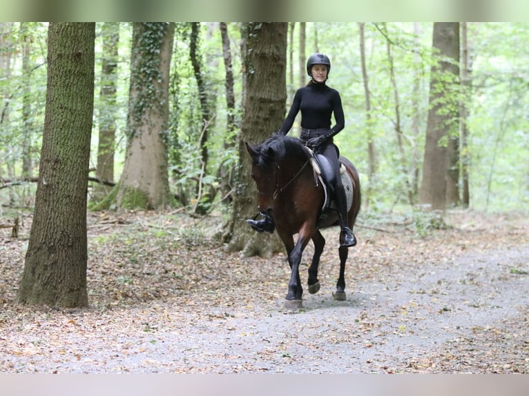 Connemara Mare 5 years 14,1 hh Brown in Bogaarden