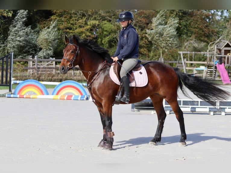 Connemara Mare 5 years 14,1 hh Brown in Bogaarden