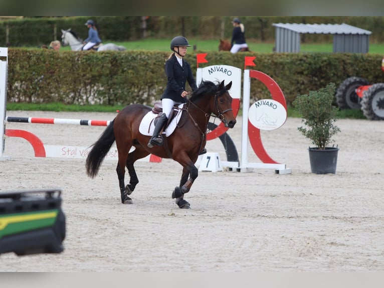 Connemara Mare 5 years 14,1 hh Brown in Bogaarden