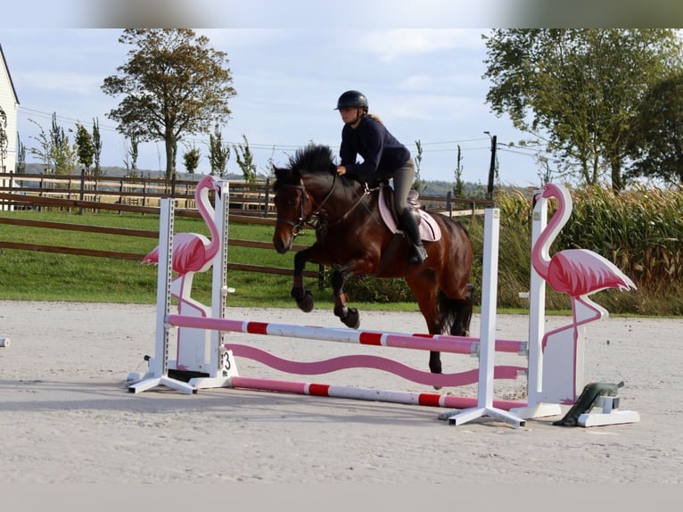Connemara Mare 5 years 14,1 hh Brown in Bogaarde