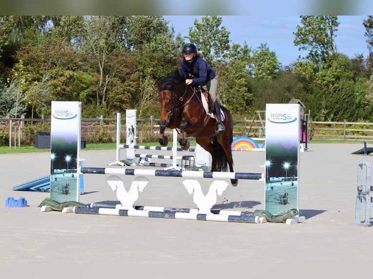 Connemara Mare 5 years 14,1 hh Brown in Bogaarden