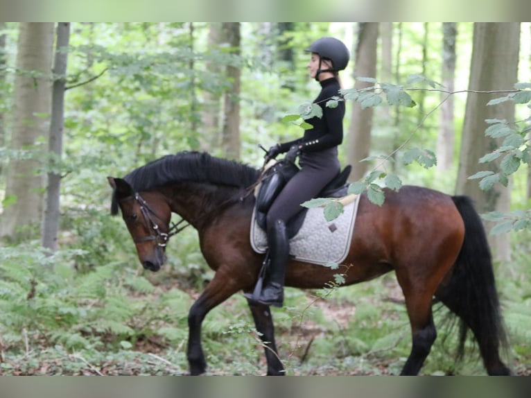 Connemara Mare 5 years 14,1 hh Brown in Bogaarden
