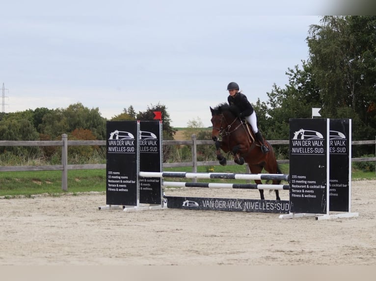 Connemara Mare 5 years 14,1 hh Brown in Bogaarden