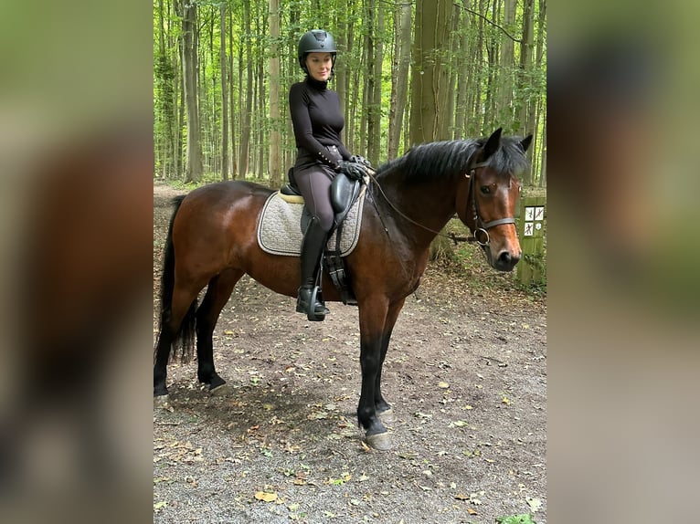 Connemara Mare 5 years 14,1 hh Brown in Bogaarden