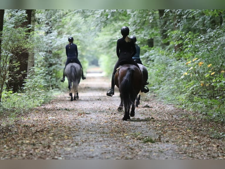 Connemara Mare 5 years 14,1 hh Brown in Bogaarden