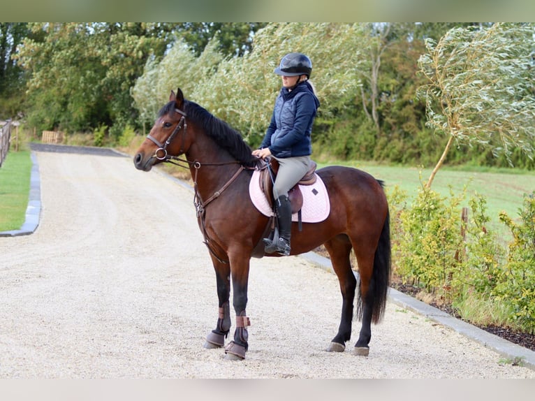 Connemara Mare 5 years 14,1 hh Brown in Bogaarden