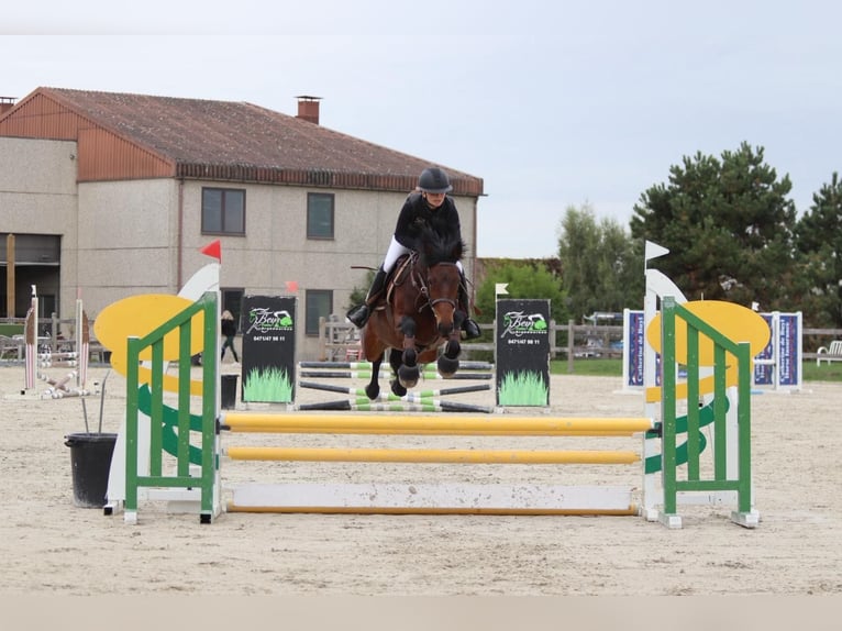 Connemara Mare 5 years 14,1 hh Brown in Bogaarden