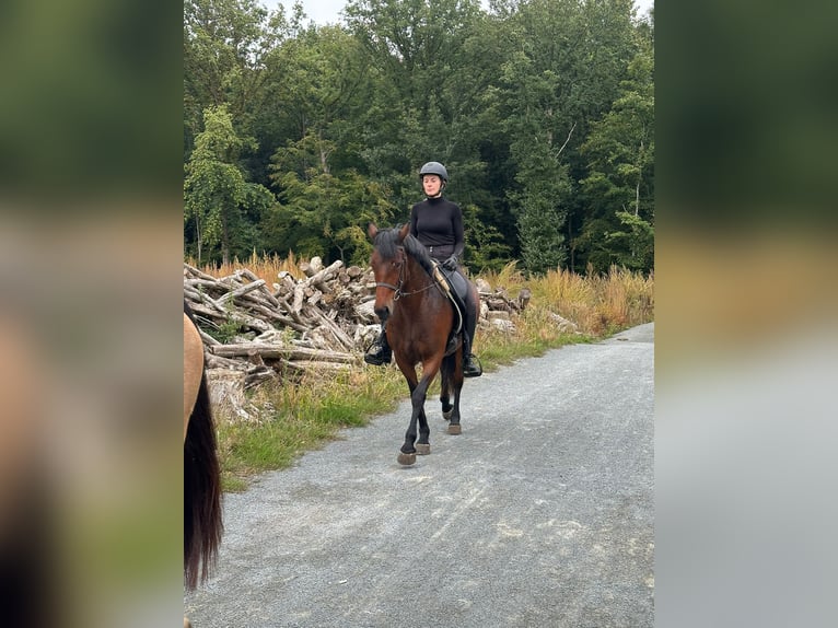 Connemara Mare 5 years 14,1 hh Brown in Bogaarden