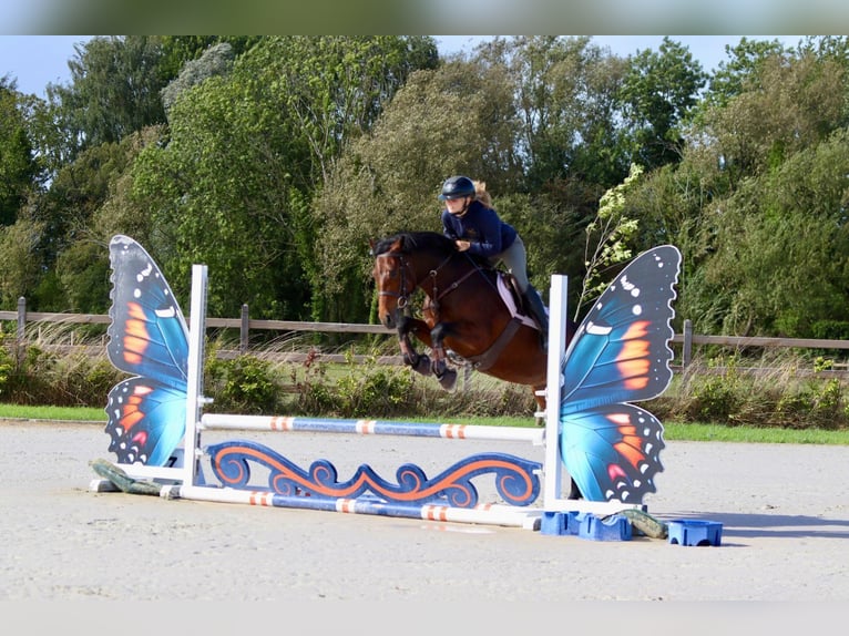 Connemara Mare 5 years 14,1 hh Brown in Bogaarden