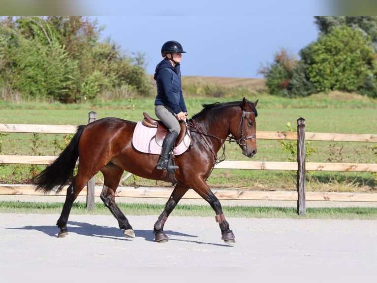 Connemara Mare 5 years 14,1 hh Brown in Bogaarden