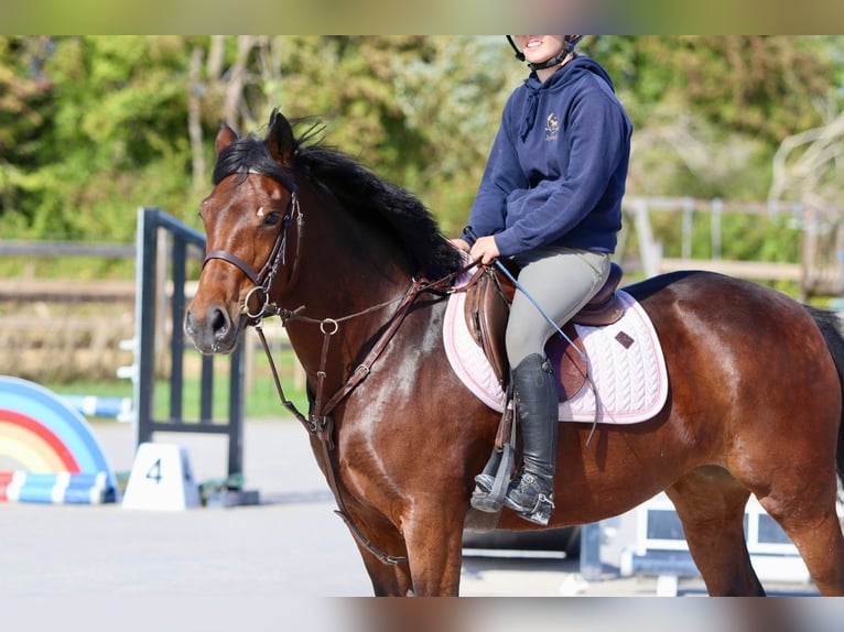 Connemara Mare 5 years 14,1 hh Brown in Bogaarden