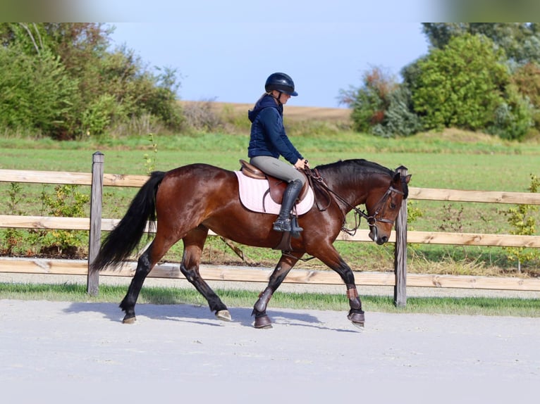 Connemara Mare 5 years 14,1 hh Brown in Bogaarden